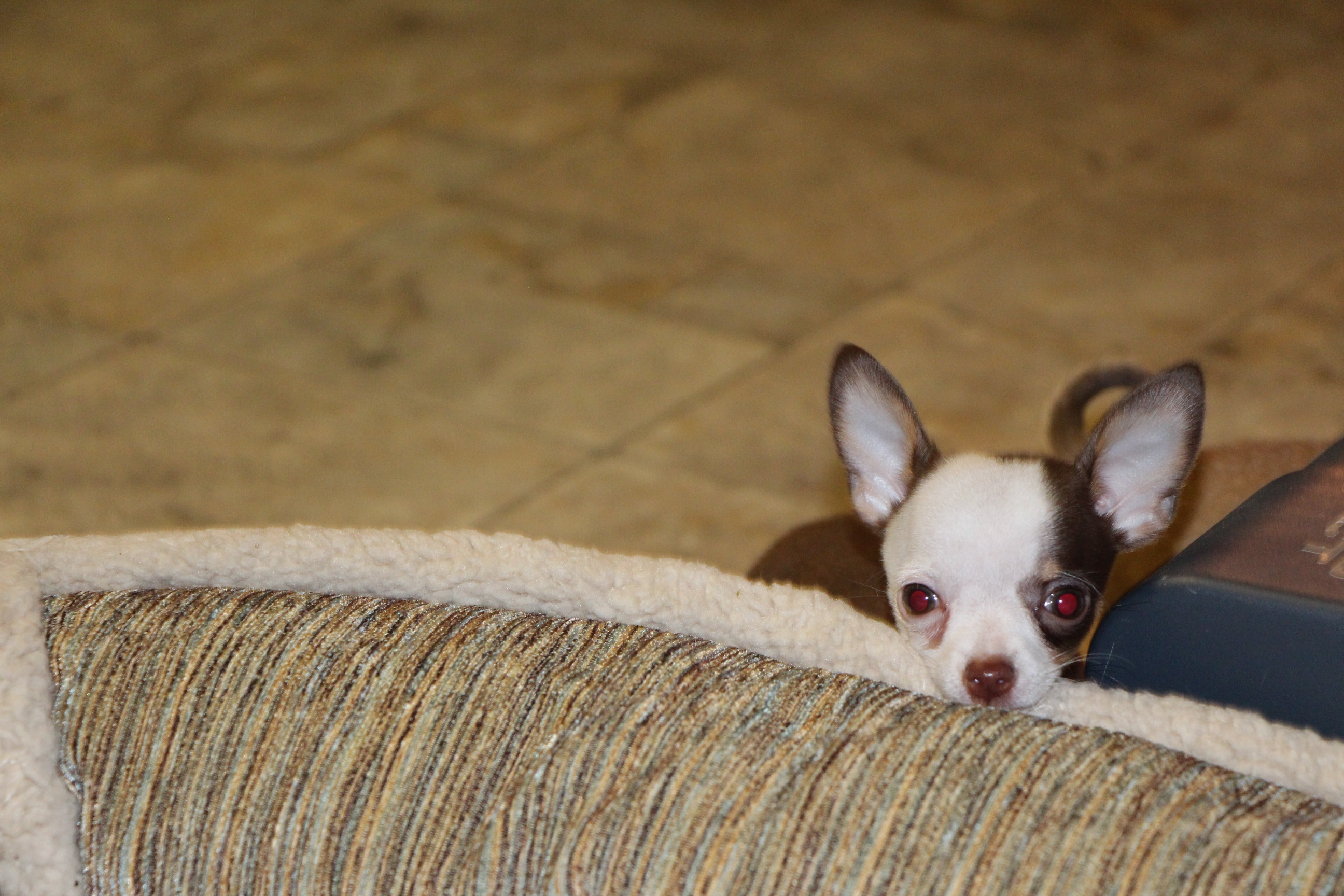 Chihuahuas- See our puppies! | Tidwell