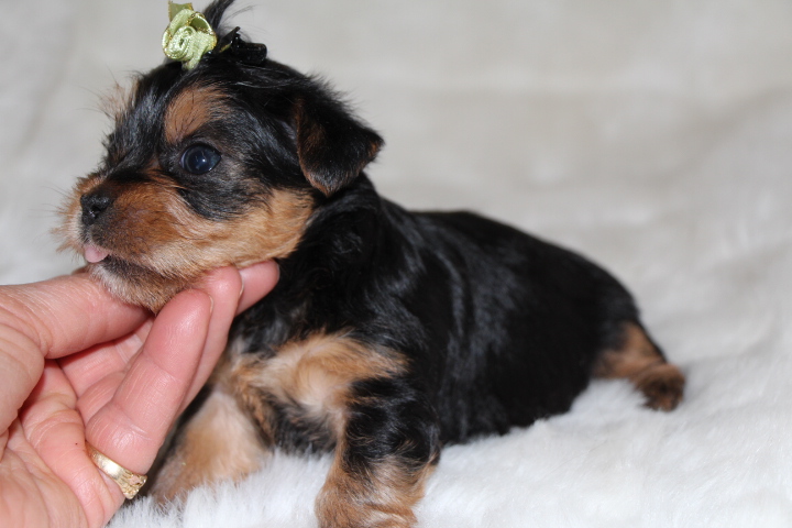 Yorkshire Terrier puppies - Tidwell Farm Royal T Puppies