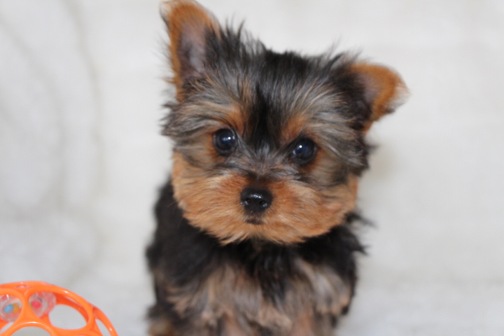 Yorkie & Chihuahua:Quality/personality/small! | Tidwell