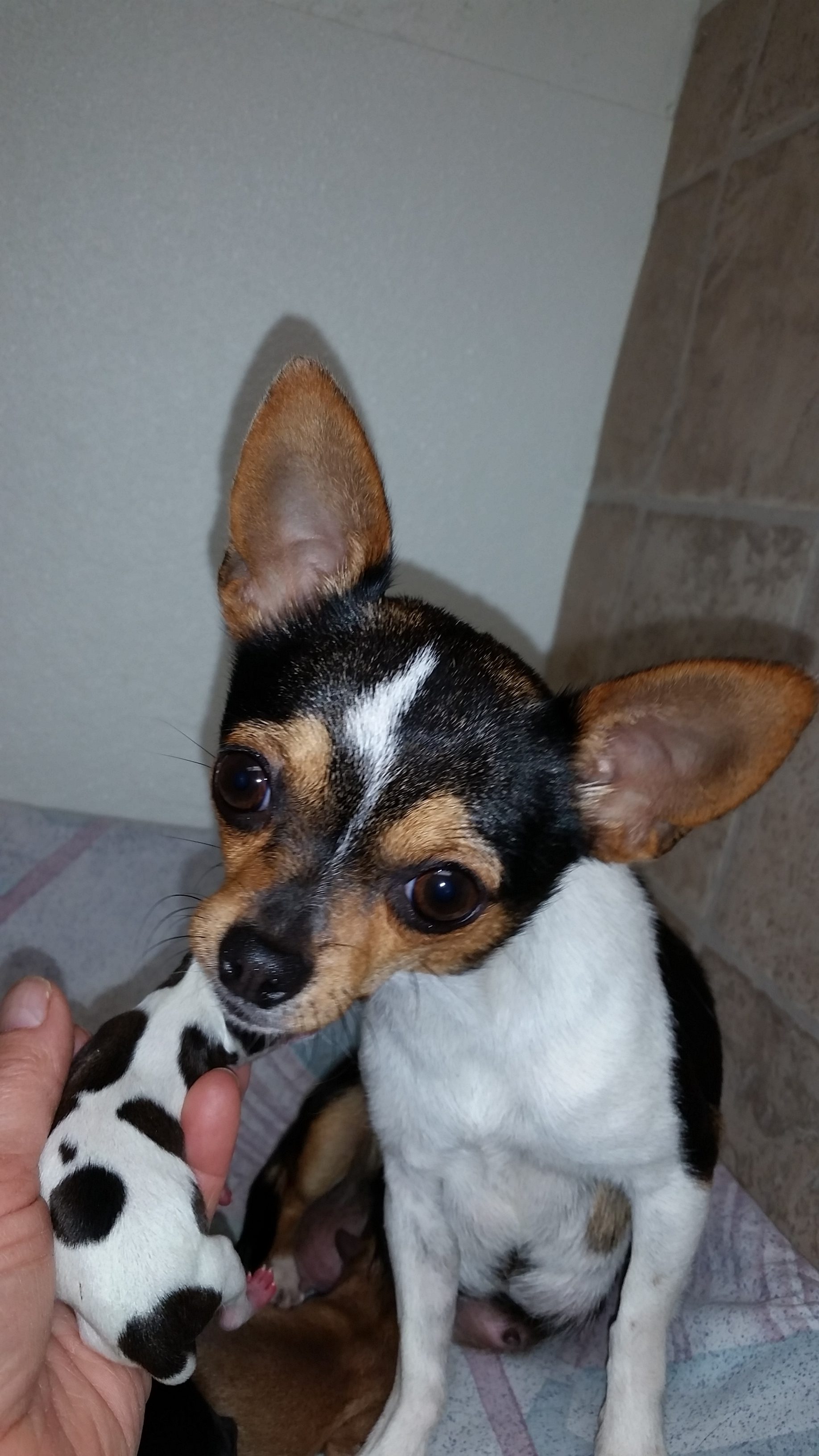 Chihuahuas- See our puppies! | Tidwell