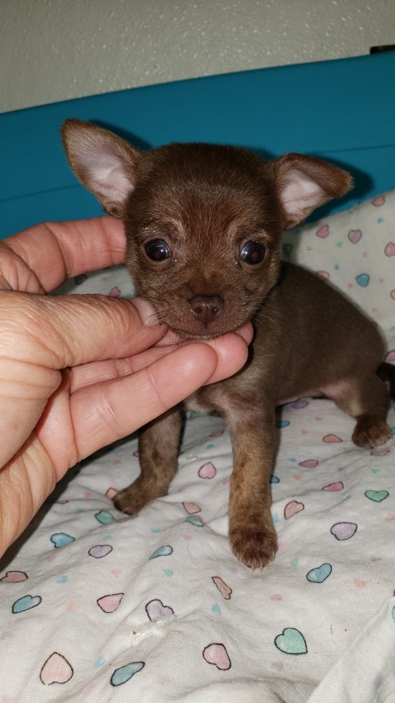 teddy bear chihuahua puppies sale