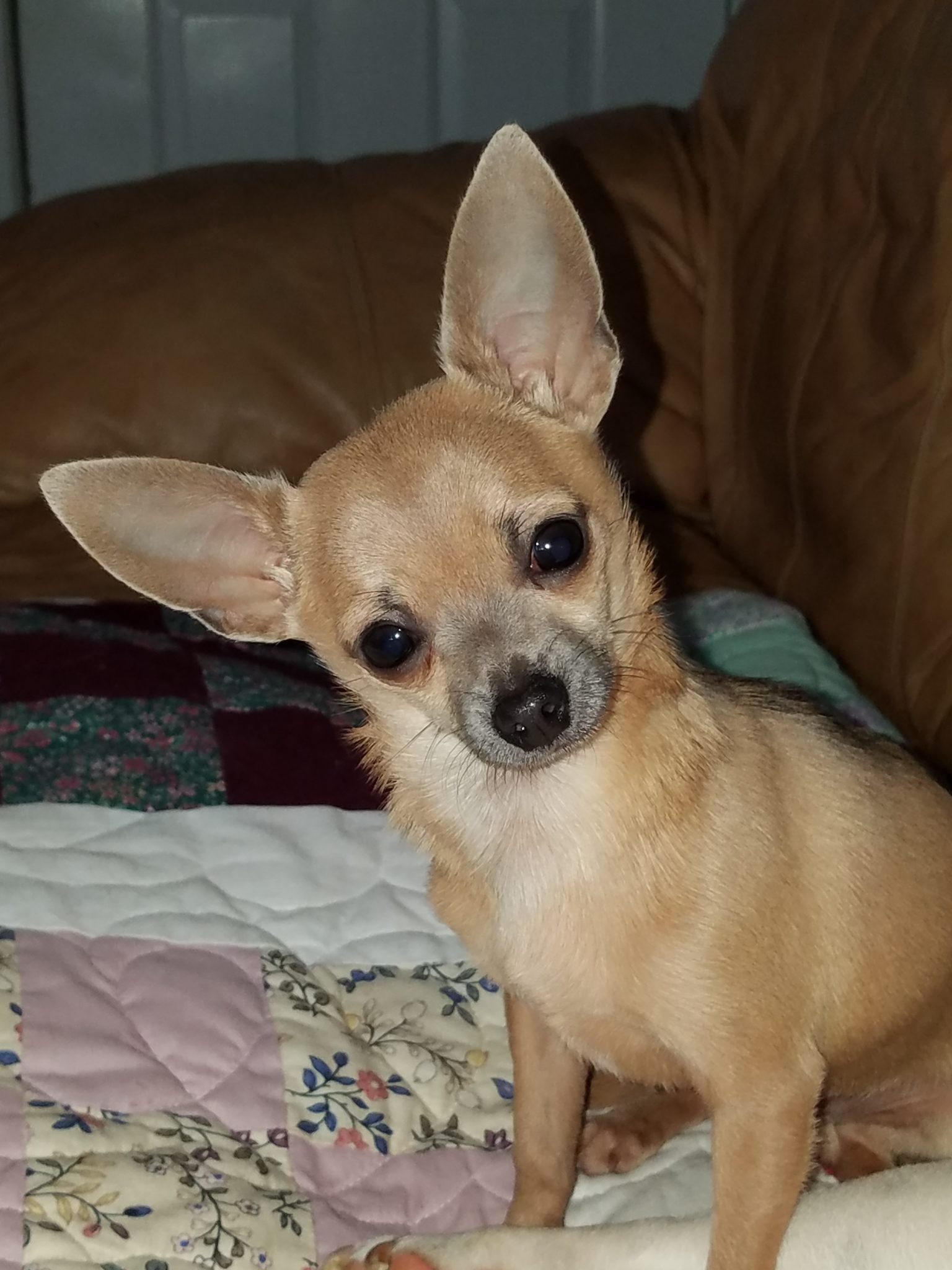 Chihuahuas- See our puppies! | Tidwell