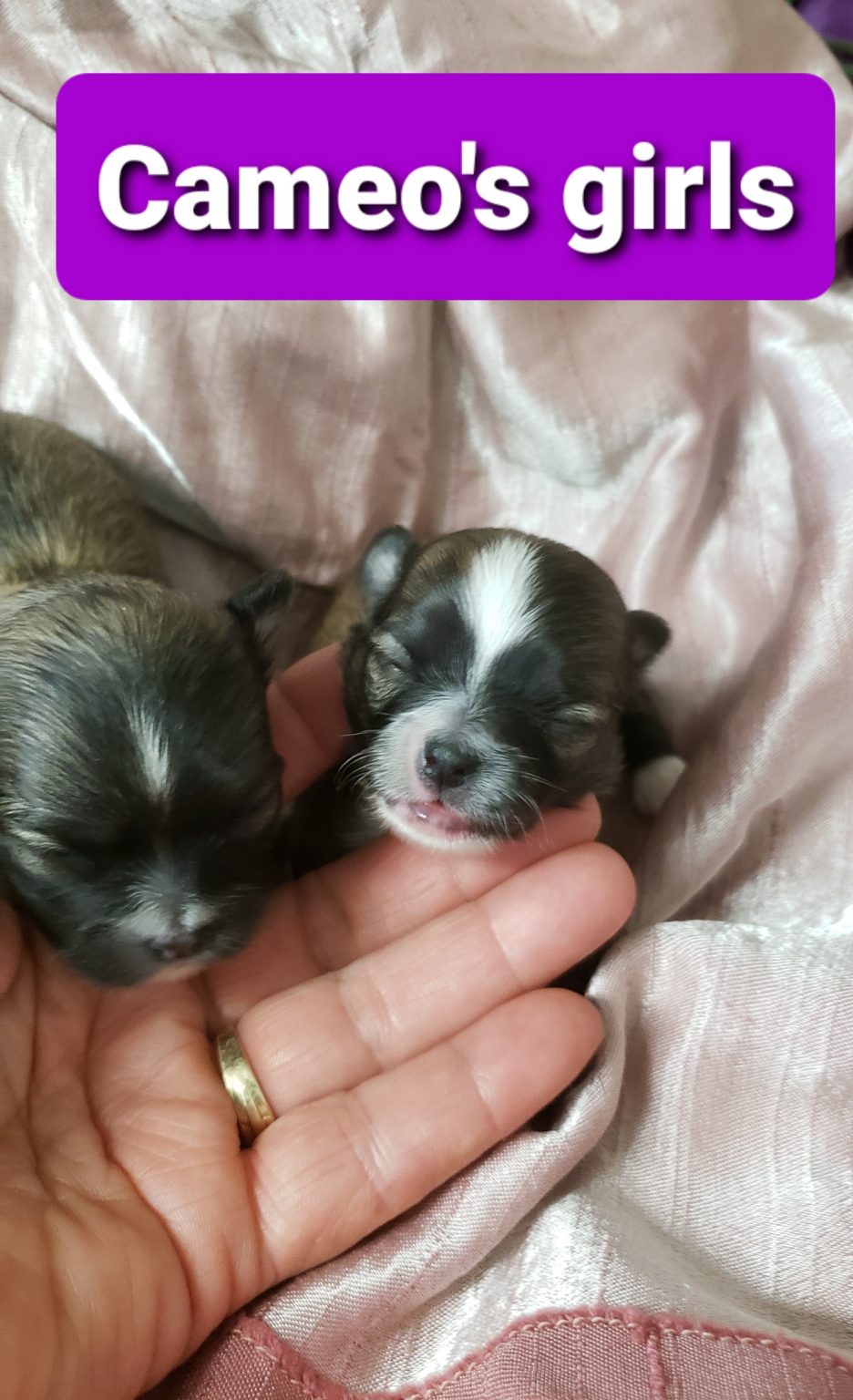 Chihuahuas- See our puppies! | Tidwell